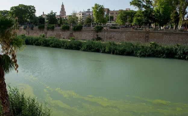 La CHS descarta que el color verde del Segura del pasado julio se debiera a vertidos