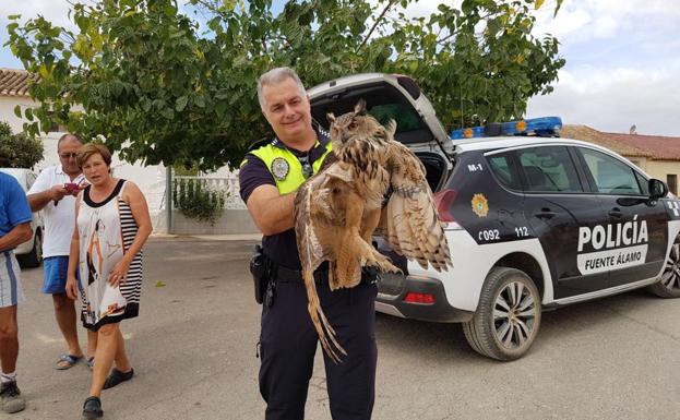 Rescatan a un búho herido tras tropezar con unos cables de alta tensión