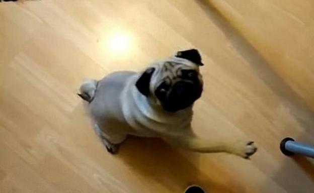 A juicio por enseñar a su perro el saludo nazi