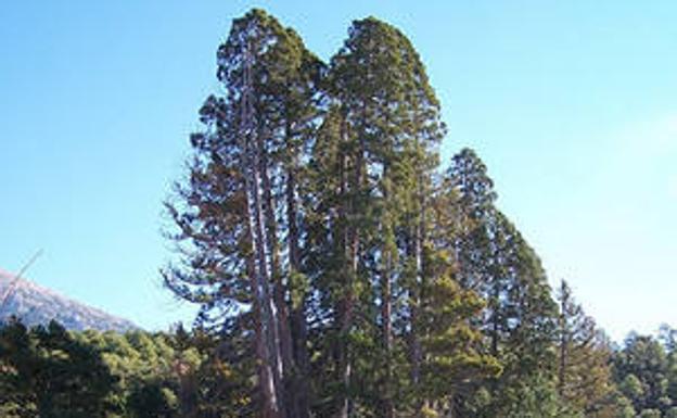 Las 'Mariantonias' de La Sagra