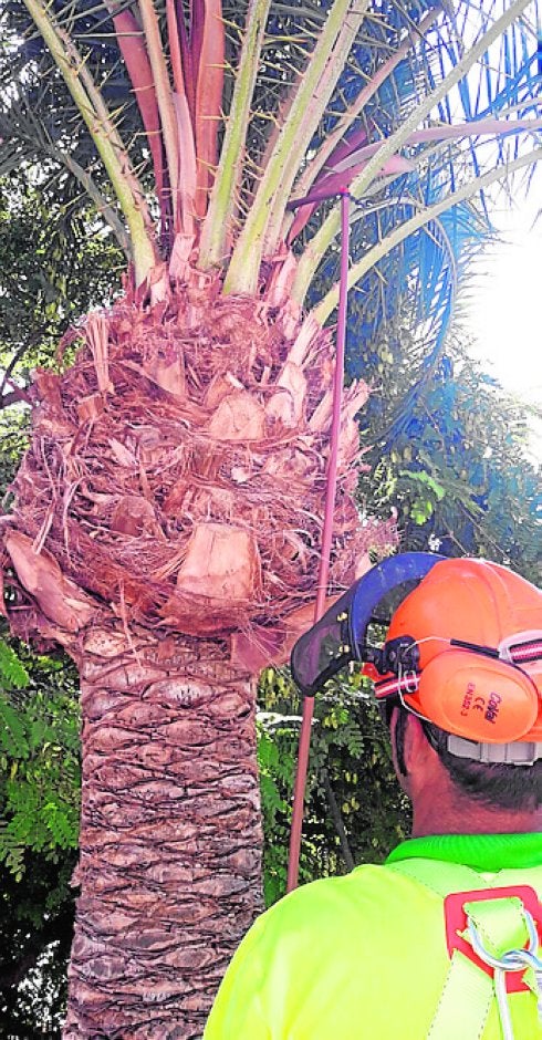 Águilas trata más de 300 palmeras para protegerlas del ataque del picudo rojo