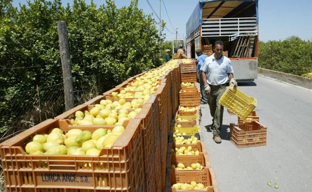 La campaña del limón fino arranca con buen pie