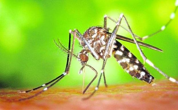 El mosquito tigre se hace inmune a los insecticidas