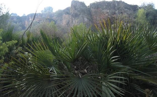 Cuando los carroñeros anidaban en Murcia