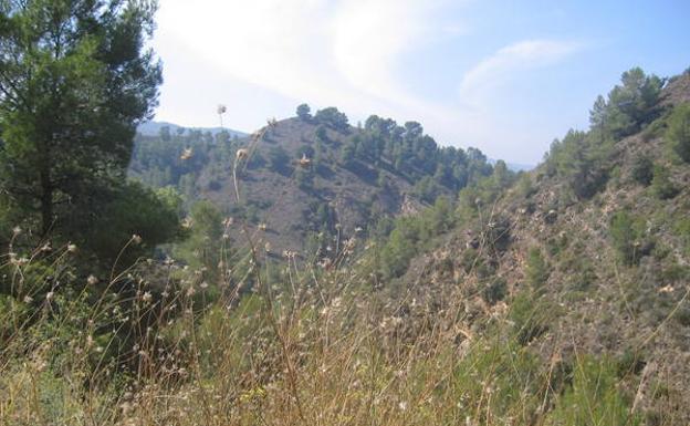 Los últimos alcornoques