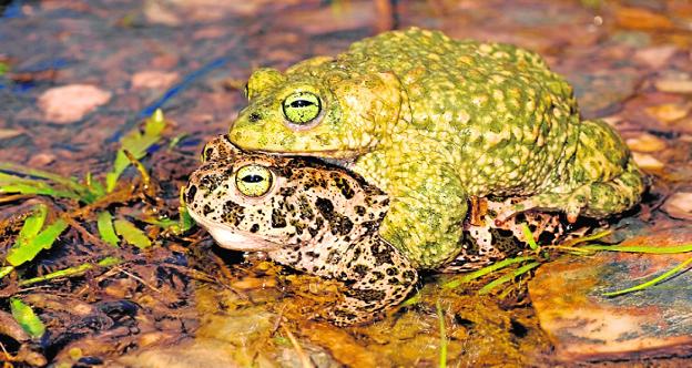 Columbares organiza un fin de semana entre anfibios en Fuente Atocha