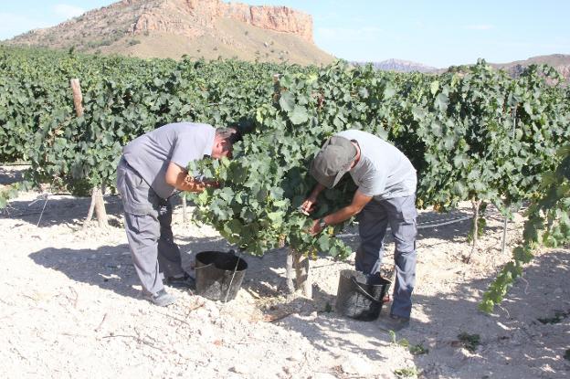 Uva de gran calidad marca la vendimia en Jumilla y Yecla, aunque merma la producción