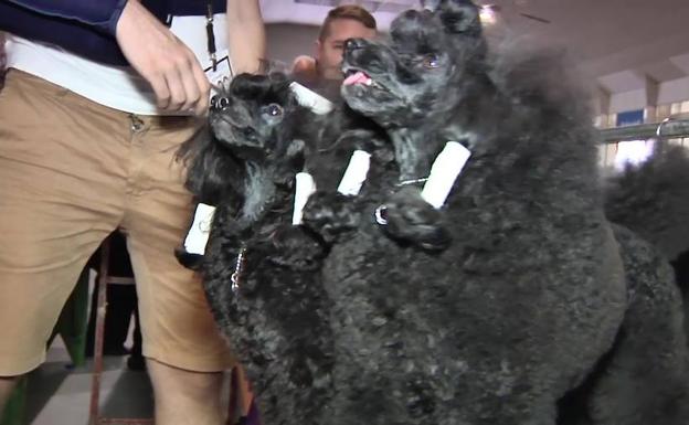 Un fin de semana entre 'perretes' y otros amigos del reino animal