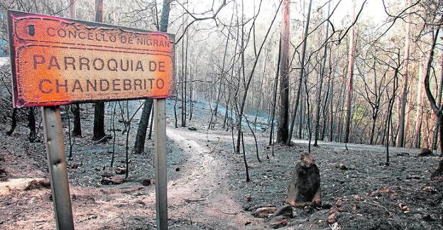 La proliferación de especies pirófitas enfrenta a los gallegos