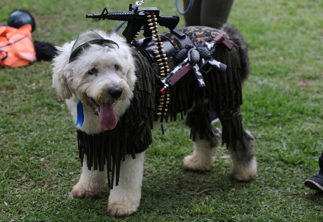Halloween también para mascotas