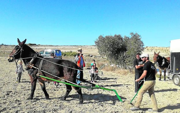 Siembra con arado en Fortuna