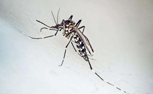 El mosquito tigre acapara el 60% de quejas por picaduras en Murcia y otras ciudades del Mediterráneo
