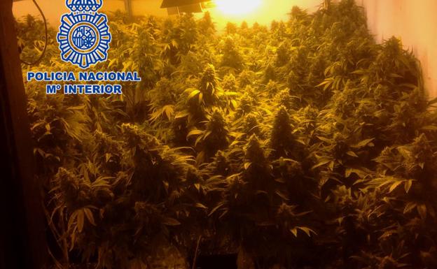 Intervenidas más de 150 plantas de marihuana en Murcia