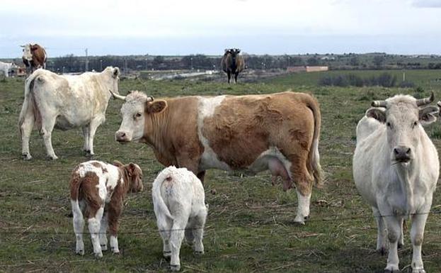 Dos heridos al ser embestidos por una vaca y caer uno por un barranco