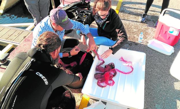 La recogida de los larvarios de nacra confirma su desaparición en Torrevieja