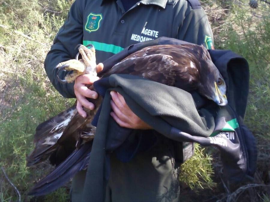 El águila real tiroteada en Sierra Espuña regresa a la naturaleza