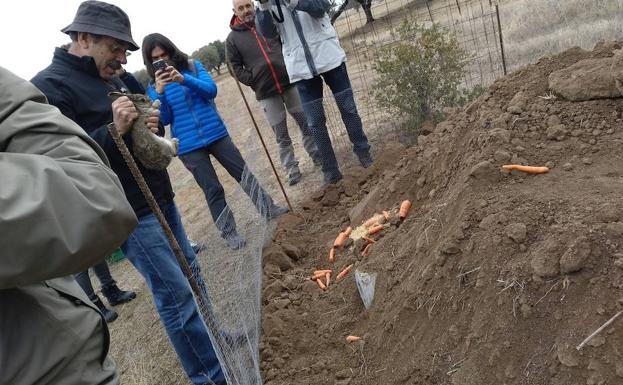 Linceando en los Montes de Toledo