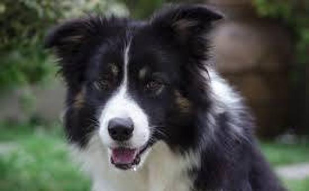 Un estudio prueba que los perros son más inteligentes que los gatos