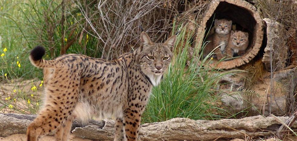 Una alfombra verde para el lince