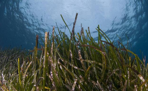 El cambio climático activa la posidonia