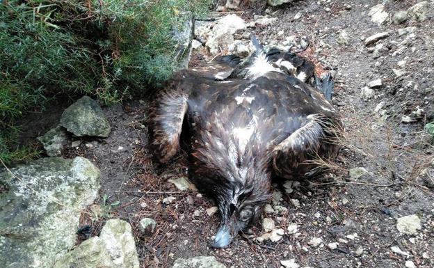 Cae un águila real en el Monte Arabí