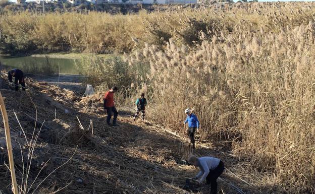 Caña a las cañas en el Segura