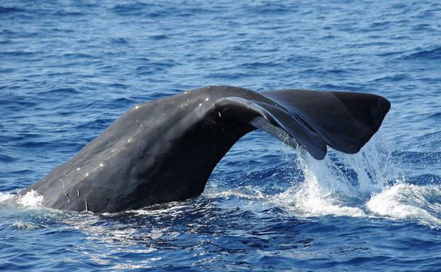Una autopista para los cetáceos