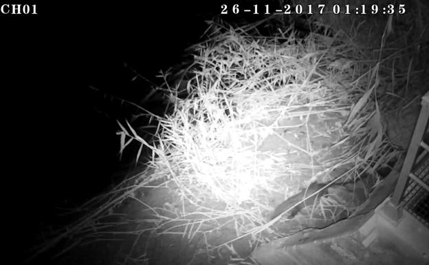 Una nutria en la Contraparada del río Segura