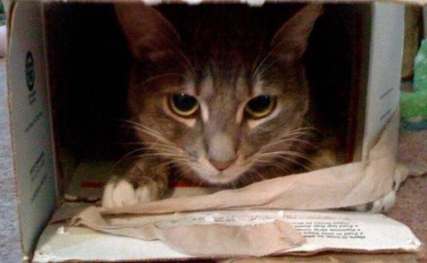 Hacen explotar un petardo en la boca de un gato