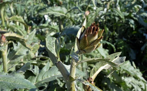 La alcachofa, la hortaliza más dañada por las heladas en Lorca