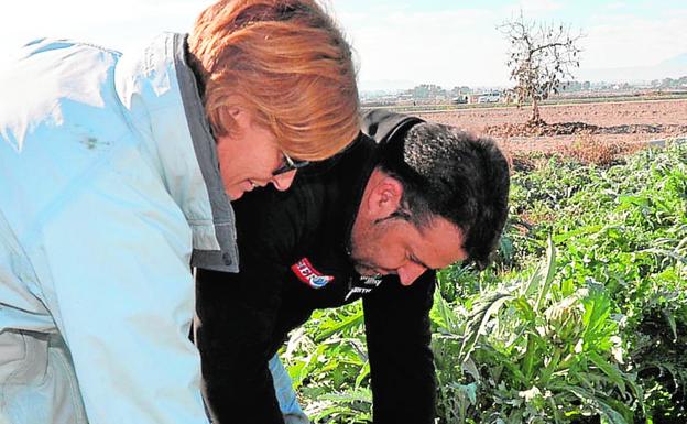 Los cultivos de alcachofa reciben otro varapalo al repetirse las heladas