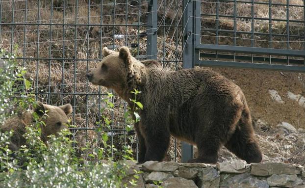 Muere la osa Tola, «icono de la recuperación de la naturaleza»