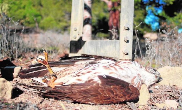 El Ministerio identifica la Región como un punto negro de electrocución de rapaces