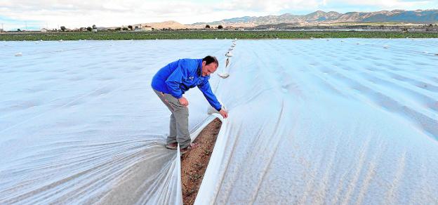 Dos mil jornaleros se ven obligados a parar en Cieza por la amenaza de heladas