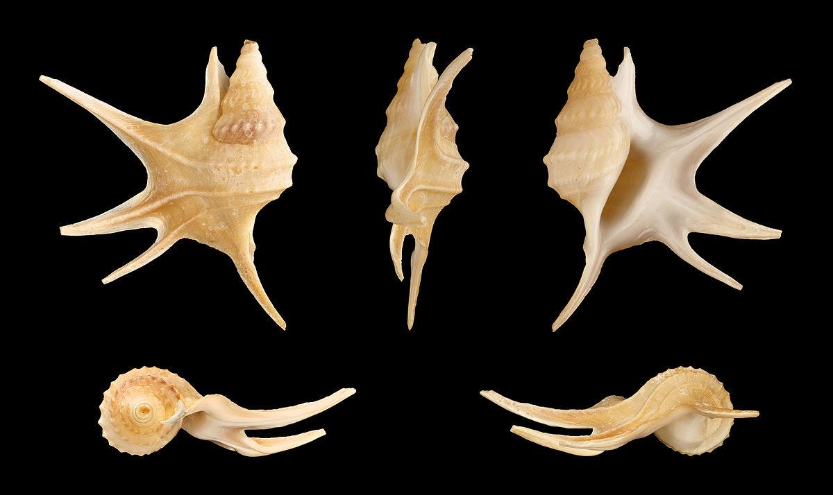 Secretos a 2.000 metros de profundidad