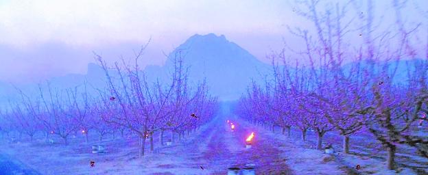 Las heladas amenazan hasta tres mil empleos de la campaña de fruta de mayo