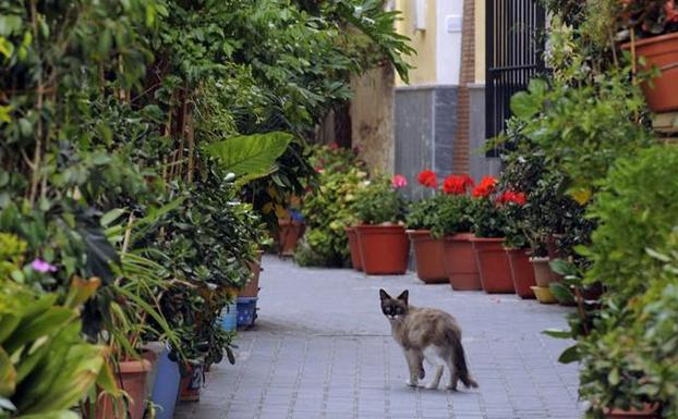 Ojós será la sede del congreso 'Arte, naturaleza y paisaje en el Mediterráneo'