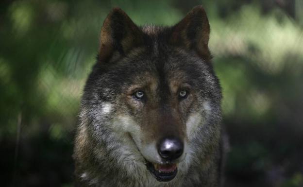 Carnívoros terrestres al límite