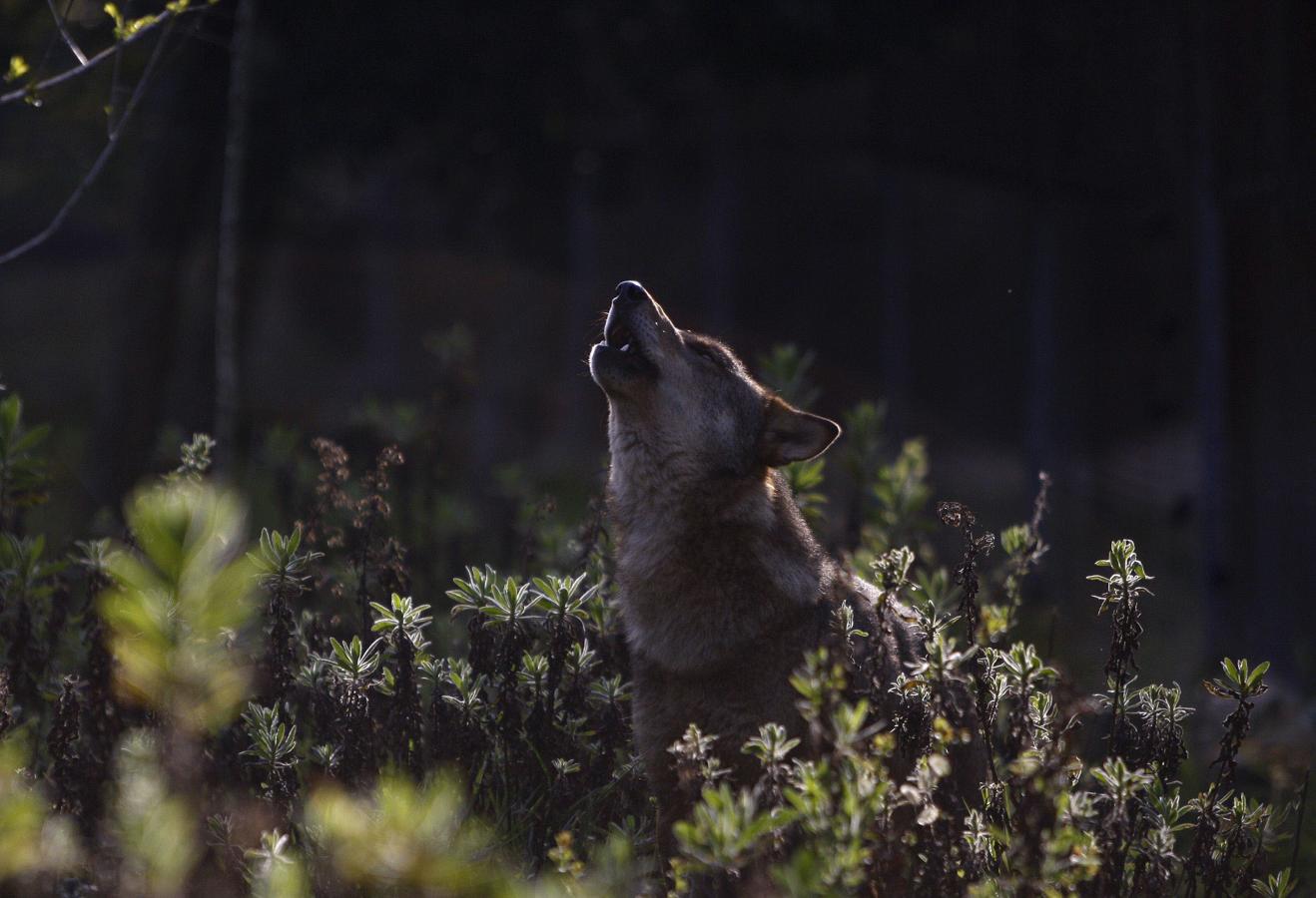 Los grandes carnívoros terrestres de la península, al límite