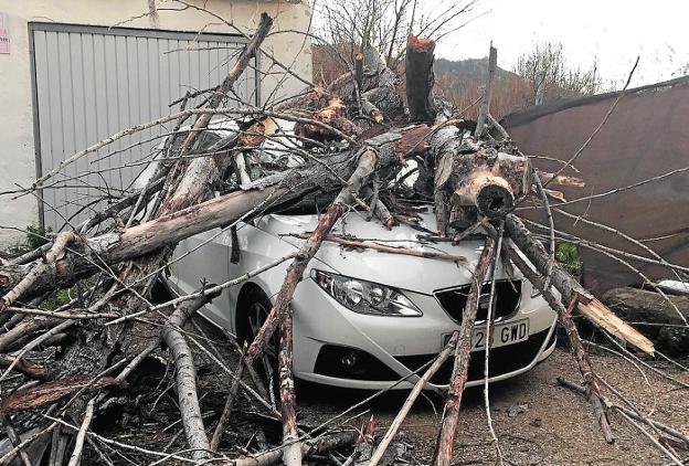 El fuerte viento arranca un árbol en Torreaguera