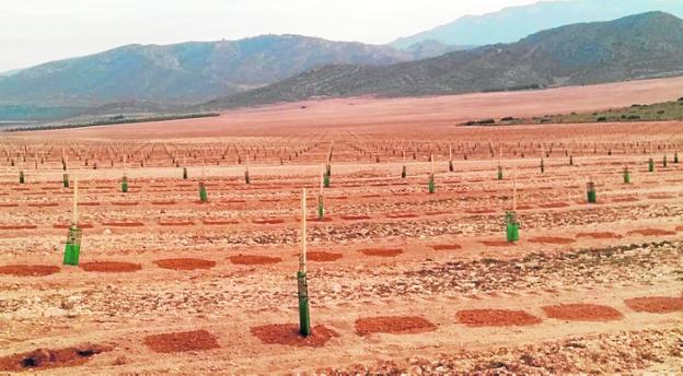 Denuncian la transformación de 180 hectáreas de secano a regadío