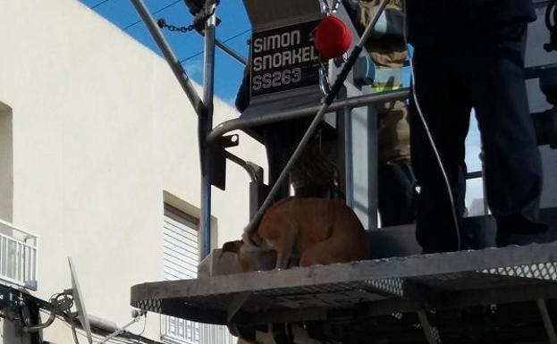 Rescatan en Zarandona dos perros abandonados en una terraza