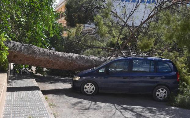 El vendaval derriba un pino centenario en Jumilla