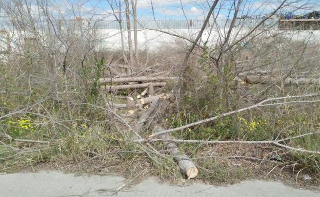 Huermur denuncia la tala de una olmeda en Puebla de Soto