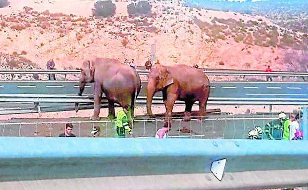 Los elefantes del camión que volcó entre Albacete y Murcia se recuperan de sus heridas