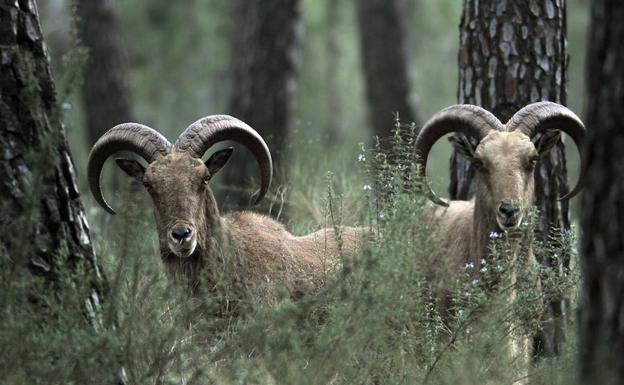 Invasoras: el indulto está en el horno
