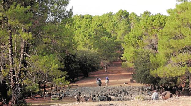 Trashumancia, un viaje sin red