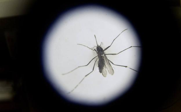 Cerco tecnológico al mosquito tigre en la Región de Murcia