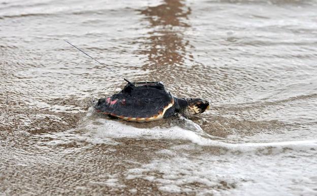 Los años perdidos de las tortugas bobas