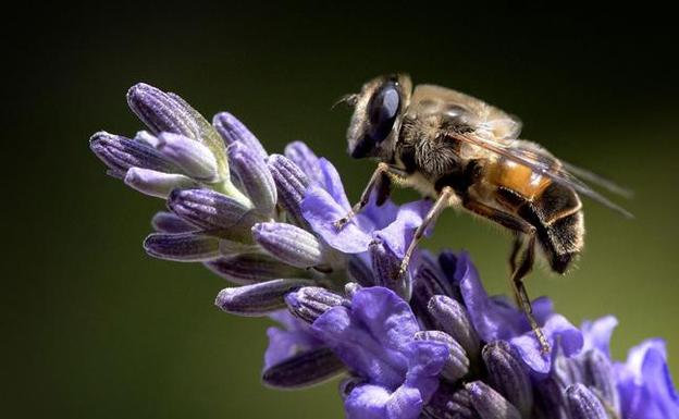 La UE pone coto al uso de tres pesticidas que dañan a las abejas
